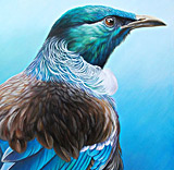 craig platt nz bird paintings